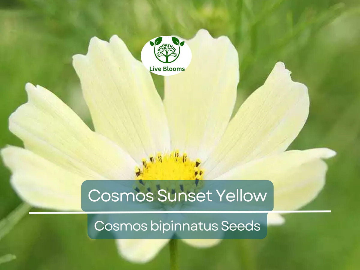 Cosmos Sunset Yellow Seeds – Non-GMO, Bright Yellow Flowers, Easy to Grow, Perfect for Gardens & Containers, Cosmos bipinnatus, 100 Seeds