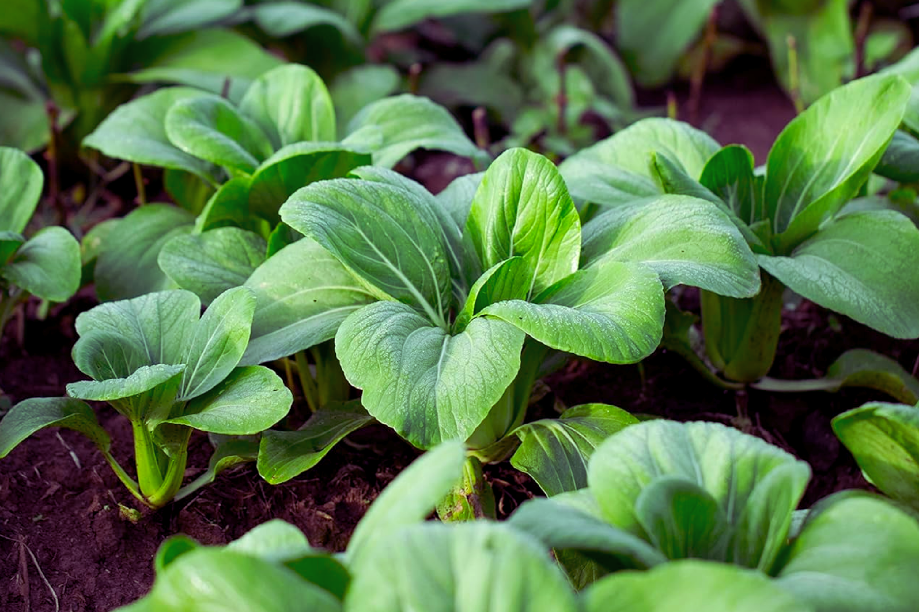 Baby Choi Seeds, Non-GMO Brassica rapa var. chinensis, Vegetable Garden Seeds, Compact Pak Choi for Container & Garden
