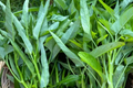 Thai Water Spinach Seeds - Ong Choy Kangkong Kangk Xin Cai - White Stem, Fast Growing Aquatic Vegetable Seeds, Ipomoea aquatica