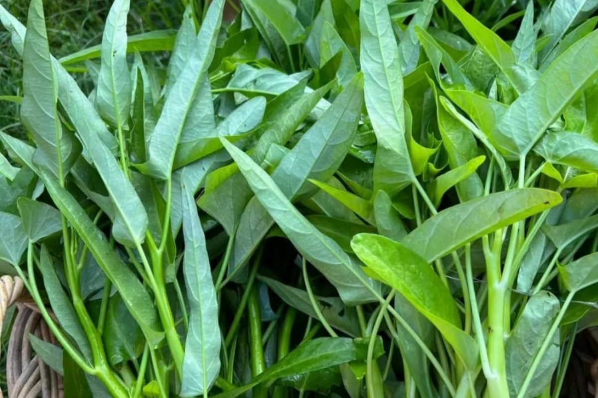 Thai Water Spinach Seeds - Ong Choy Kangkong Kangk Xin Cai - White Stem, Fast Growing Aquatic Vegetable Seeds, Ipomoea aquatica