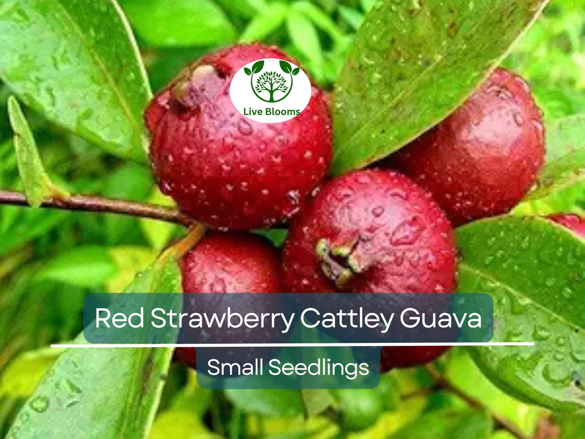 Cattley Strawberry Guava Seedling | 7-12 Inches | Edible Tropical Fruit Plant | Psidium Cattleianum
