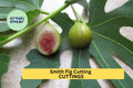 1 Smith Fig Cutting – Premium Unrooted Hardwood Cutting for Propagation, Rare Sweet Fig Variety for Home Orchards – USA
