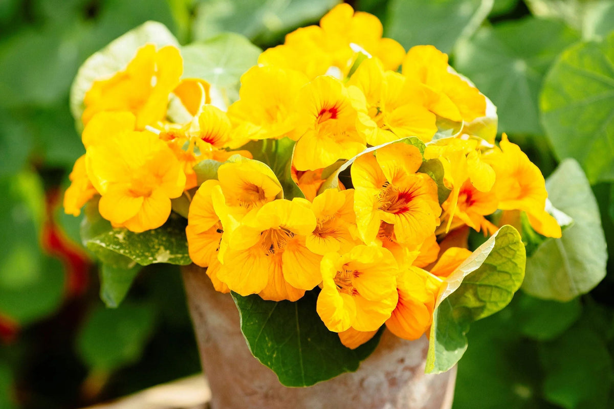 Moonlight Nasturtium Seeds | Creamy Yellow Edible Flowers & Trailing Vines | Tropaeolum lobbianum Heirloom Seeds