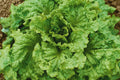Black Seeded Simpson Lettuce Seeds, Non-GMO, Leaf Vegetable, Lactuca sativa, for Salad and Container Gardening