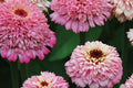 Zinderella Lilac Zinnia Seeds – Double Bloom, Butterfly Magnet, Cut Flower, Zinnia elegans, Easy to Grow, USA Grown