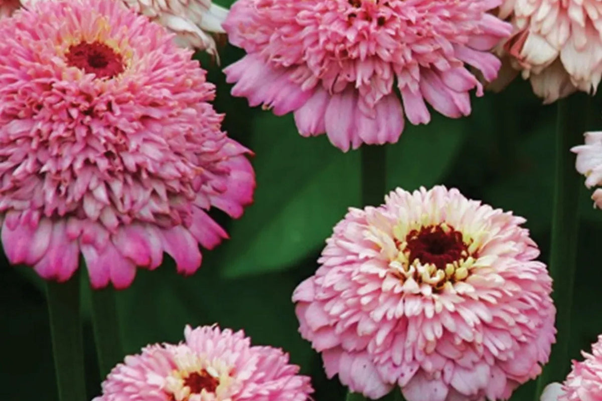 Zinderella Lilac Zinnia Seeds – Double Bloom, Butterfly Magnet, Cut Flower, Zinnia elegans, Easy to Grow, USA Grown