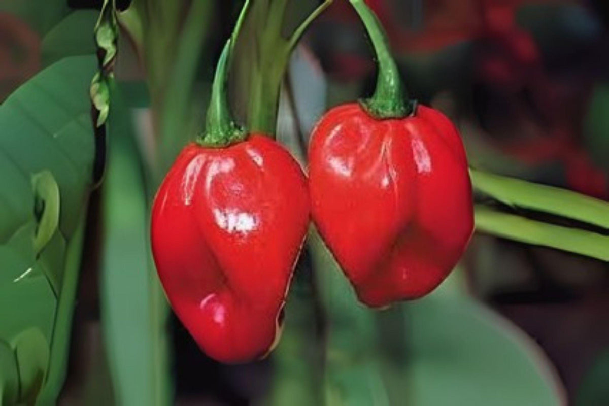 Scotch Bonnet Red Hot Pepper Seeds – Capsicum chinense – Fiery Caribbean Chili for Hot Sauces, Salsas & Spicy Dishes
