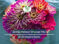 100 Zinnia Seeds Meteor Shower Mixed Colors - Non-GMO, 5-Inch Flowers, Zinnia elegans, Butterfly & Pollinator Attractant