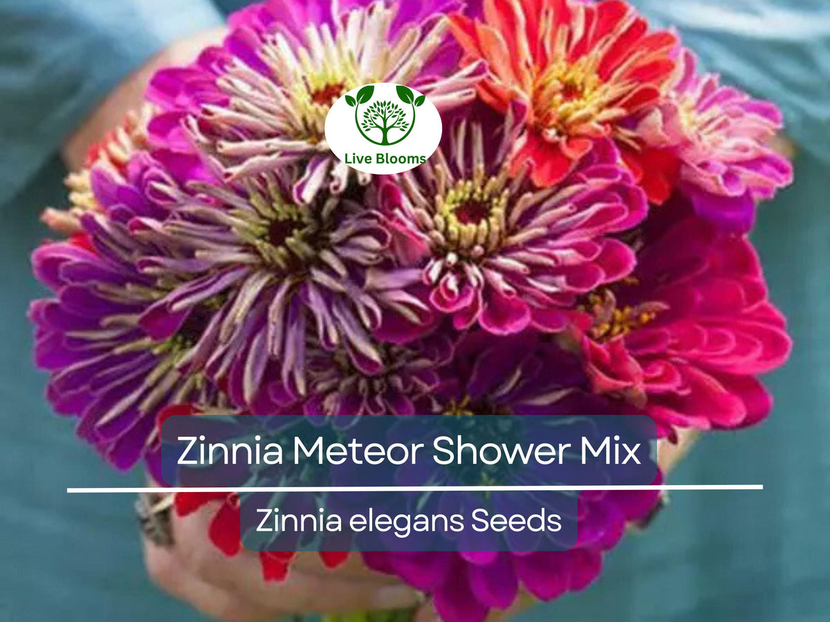 100 Zinnia Seeds Meteor Shower Mixed Colors - Non-GMO, 5-Inch Flowers, Zinnia elegans, Butterfly & Pollinator Attractant