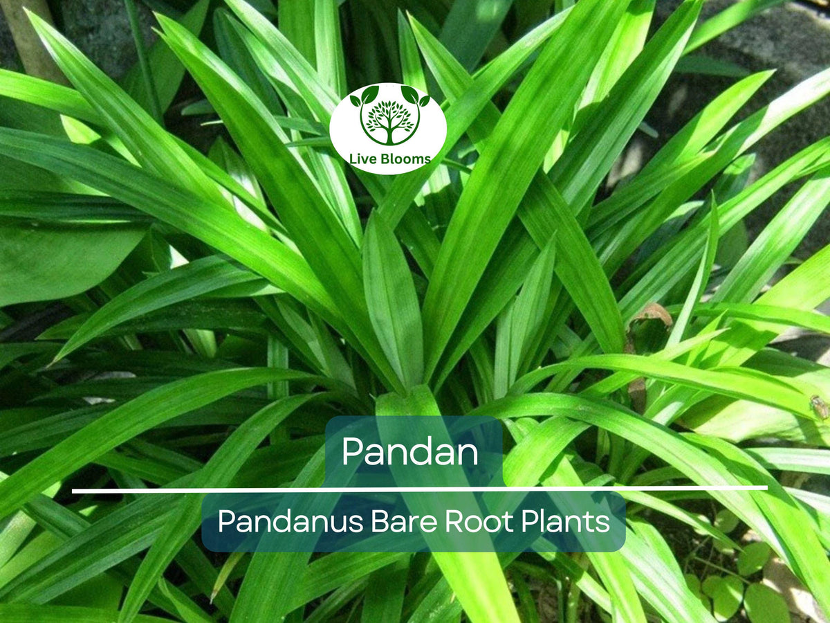 Live Pandan Plant – 6–8 Inch Bare Root Herb with Fragrant Leaves – Pandanus amaryllifolius for Culinary & Indoor Growing