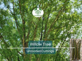 Austree Hybrid Willow Tree Cuttings – 100 Unrooted 8-Inch Salix matsudana x alba for Privacy Hedges & Landscaping