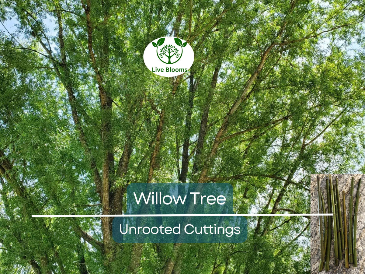 Austree Hybrid Willow Tree Cuttings – 100 Unrooted 8-Inch Salix matsudana x alba for Privacy Hedges & Landscaping