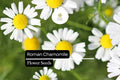 2000 Seeds Roman Chamomile Herb Seeds – Fragrant Perennial Ground Cover for Tea, Aromatherapy, Chamaemelum nobile