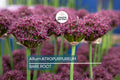 Allium Atropurpureum Bulbs – 6 Dark Purple Edible & Ornamental Flowers, Pollinator & Deer-Resistant, USDA Zones 4-8