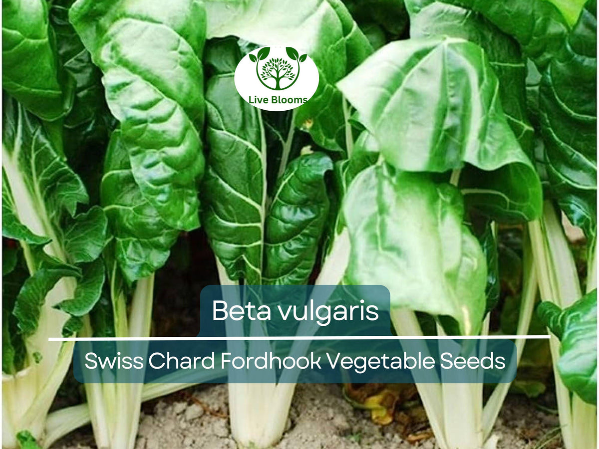 Swiss Chard Seeds Fordhook Beta vulgaris Heirloom Vegetable for Gardening, Nutrient-Rich Greens, Salad, Sauté, Soup