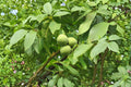 English Walnut Tree – 1 Live Bareroot Juglans regia Nut Tree for Orchard, Edible Walnuts, Hardy Shade Tree