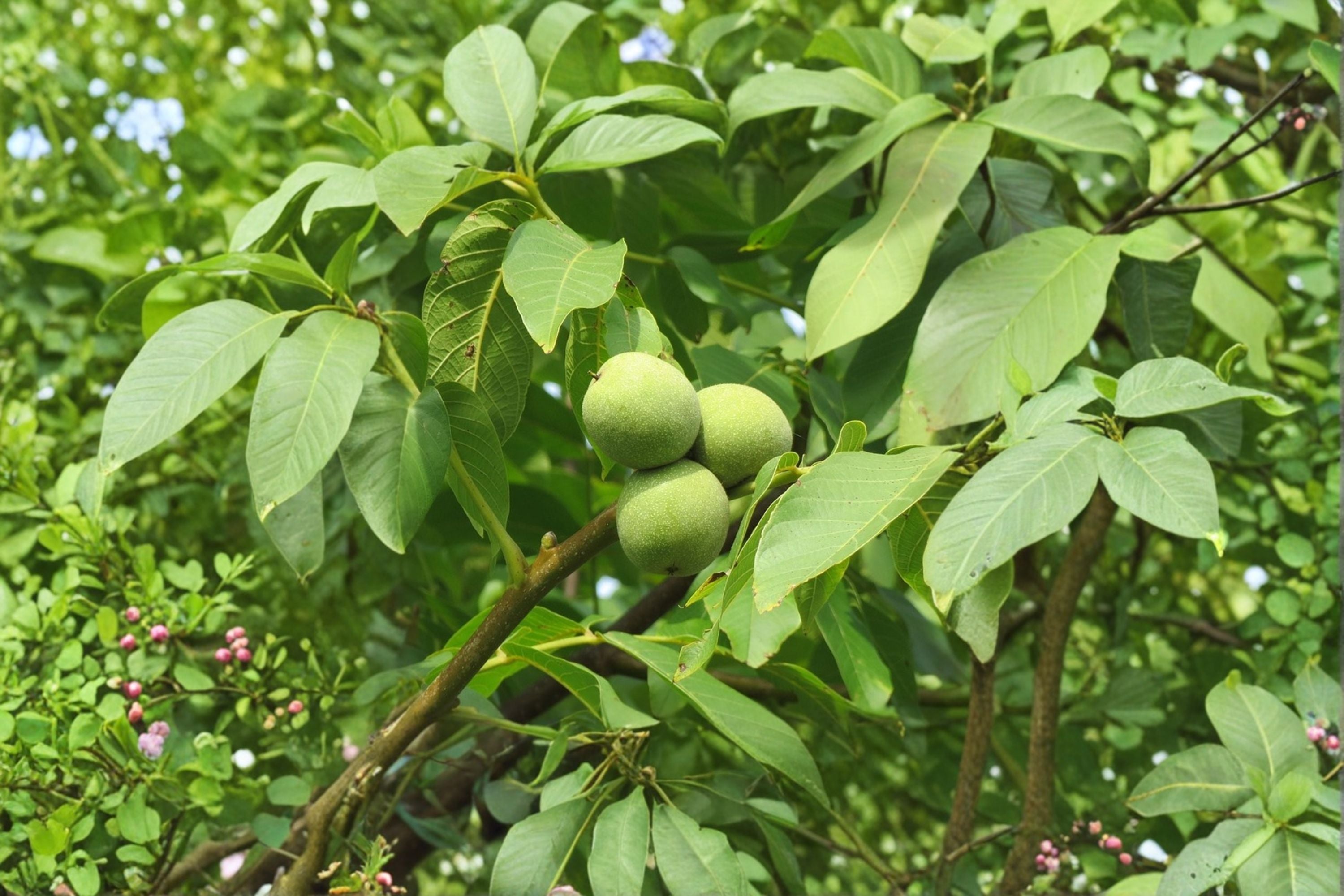 English Walnut Tree – 1 Live Bareroot Juglans regia Nut Tree for Orchard, Edible Walnuts, Hardy Shade Tree