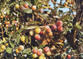 Arbequina Olive Tree Olea Europaea Small Rooted Starter Live Plant for Container or Garden