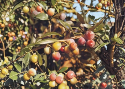 Arbequina Olive Tree Olea Europaea Small Rooted Starter Live Plant for Container or Garden