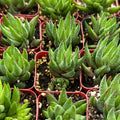 Haworthia rubrobrunnea Live Succulent in 2-Inch Planter, Easy-Care Indoor Plant, Unique Textured Foliage, Gardening Gift
