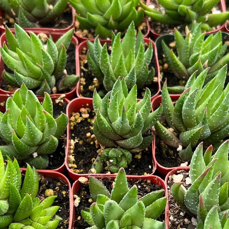 Haworthia rubrobrunnea Live Succulent in 2-Inch Planter, Easy-Care Indoor Plant, Unique Textured Foliage, Gardening Gift