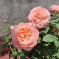 Elena Rose Live Plant – Coral Pink Double Cut Rose | Compact Upright Garden Rose