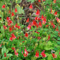 Live Wild Red Columbine Plant in 1 Pint Pot - Aquilegia canadensis Native Perennial for Shade or Sun Gardens