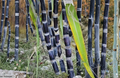Dark Purple Sugarcane Rooted Cuttings 5 Pack Saccharum officinarum Tropical Perennial Grass