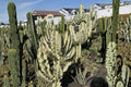 Euphorbia Ammak Cutting - 12" Columnar Succulent, Desert Plant, Ornamental Succulent, Euphorbia ammak