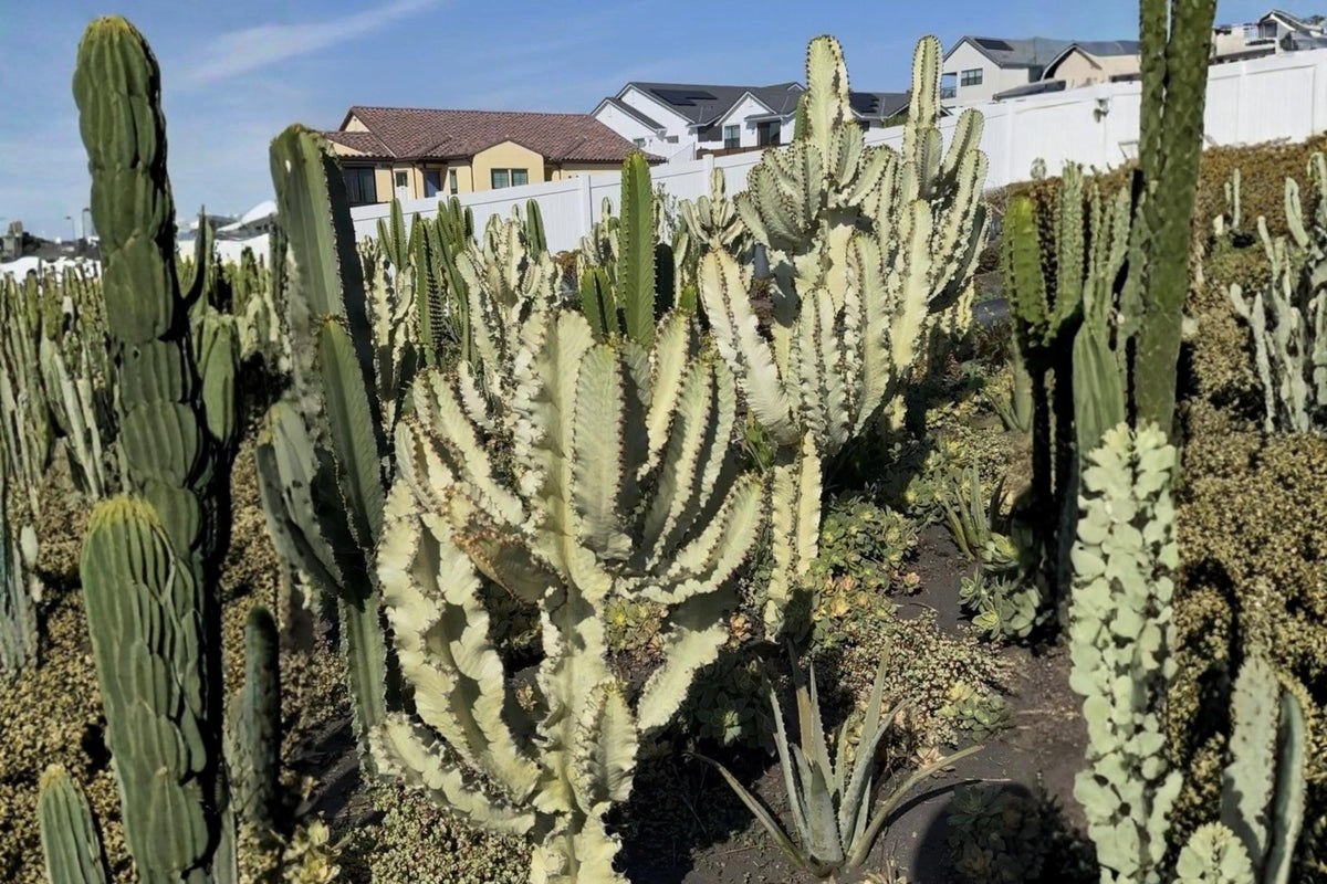 Euphorbia Ammak Cutting - 12" Columnar Succulent, Desert Plant, Ornamental Succulent, Euphorbia ammak