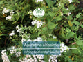 Ageratina altissima White Snakeroot Seeds – Native Perennial with White Flowers, Pollinator-Friendly, Woodland Garden, 500 Seeds