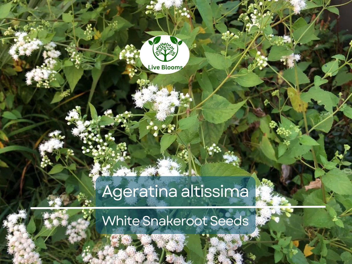 Ageratina altissima White Snakeroot Seeds – Native Perennial with White Flowers, Pollinator-Friendly, Woodland Garden, 500 Seeds
