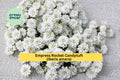 Empress Rocket Candytuft Seeds, White Flower, Annual Border Plant, Iberis amara, 100 Count