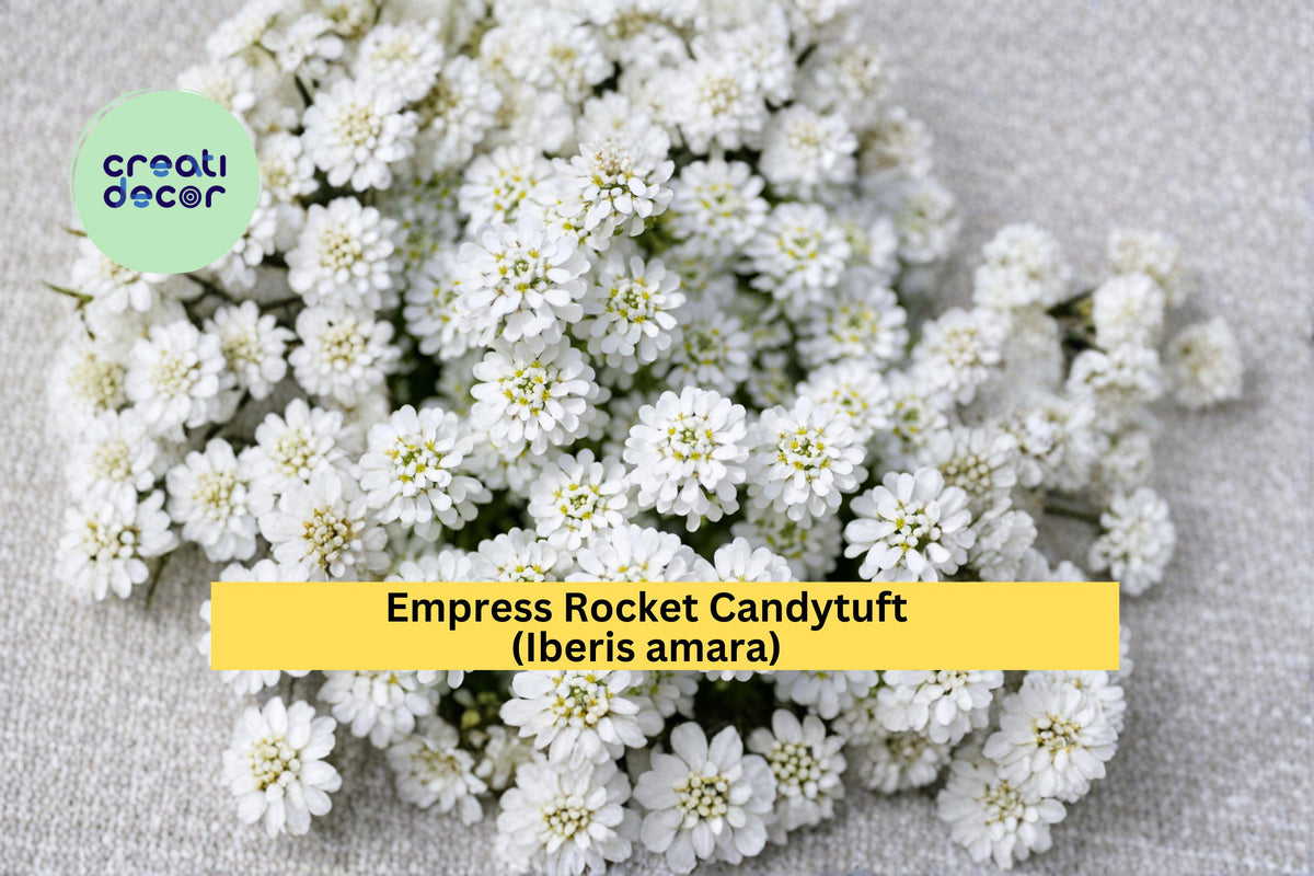 Empress Rocket Candytuft Seeds, White Flower, Annual Border Plant, Iberis amara, 100 Count