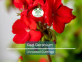 Organic Red Geranium Cuttings 5-8" | Pelargonium for Garden, Pots & Hanging Baskets