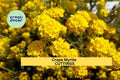 Live Crape Myrtle Cuttings – 7 Stems for Rooting, Lagerstroemia indica, Summer Flowering Shrub or Small Tree for Garden