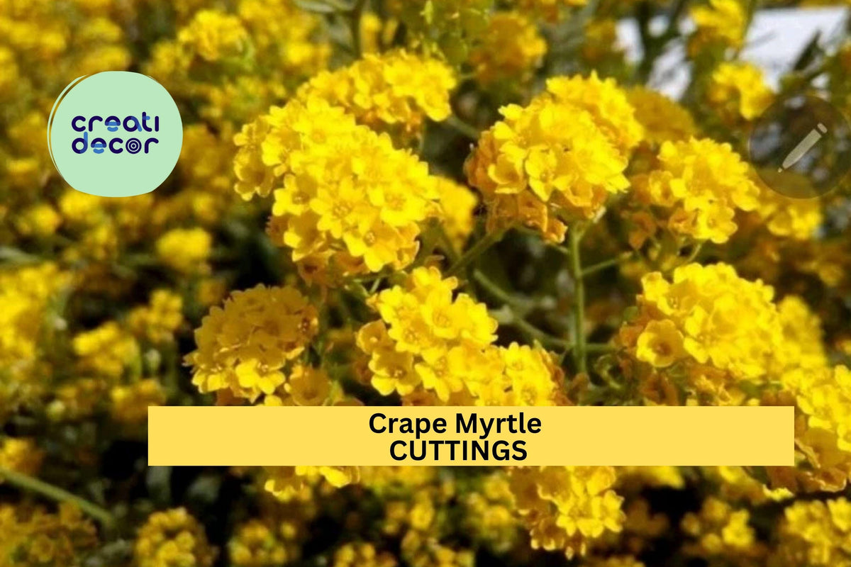 Live Crape Myrtle Cuttings – 7 Stems for Rooting, Lagerstroemia indica, Summer Flowering Shrub or Small Tree for Garden