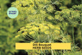 3pcs Dill Bouquet Seeds – Aromatic Herb for Pickling, Cooking & Garden – Anethum graveolens, Easy to Grow in Sun or Pots