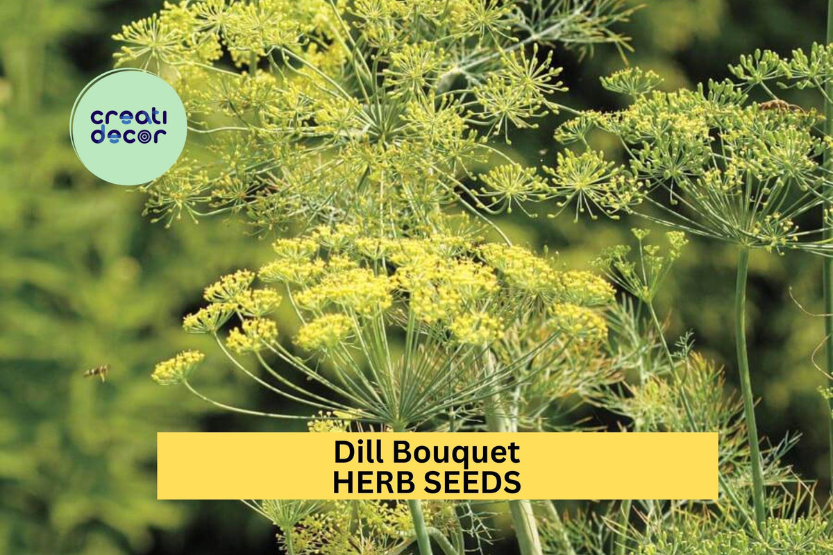 3pcs Dill Bouquet Seeds – Aromatic Herb for Pickling, Cooking & Garden – Anethum graveolens, Easy to Grow in Sun or Pots