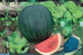 Sugar Baby Watermelon Seeds | Heirloom Small Watermelon | Citrullus lanatus | Sweet, Compact Garden Melon