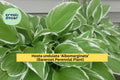 Hosta undulata ‘Albomarginata’ Bareroot Plant – Variegated Shade Perennial with Green & White Leaves for Gardens