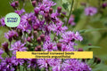Narrowleaf Ironweed Seeds (Vernonia angustifolia) – 100 Purple Wildflower for Pollinator Gardens & Meadow Landscaping