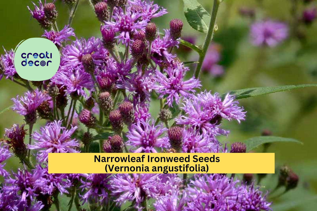 Narrowleaf Ironweed Seeds (Vernonia angustifolia) – 100 Purple Wildflower for Pollinator Gardens & Meadow Landscaping