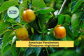American Persimmon Trees Set of 3 | Native Diospyros virginiana Fruit Trees for Orchards & Gardens