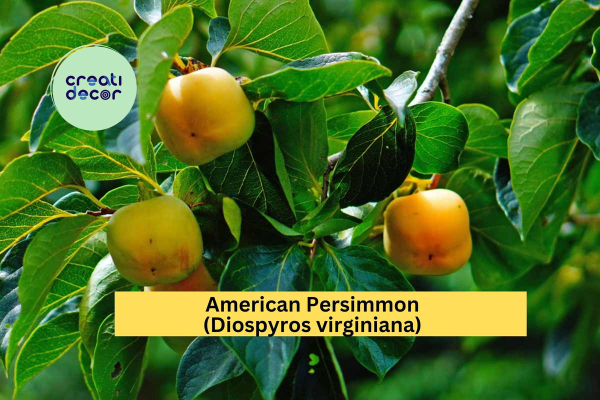 American Persimmon Trees Set of 3 | Native Diospyros virginiana Fruit Trees for Orchards & Gardens