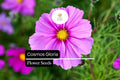 2000 Seeds Cosmos Gloria Pink Flower Seeds – Pollinator-Friendly, Easy-to-Grow Annuals, Cosmos bipinnatus for Gardens, Borders & Cut Flowers