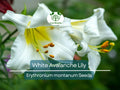 White Avalanche Lily Seeds, Erythronium montanum, Perennial Flower, Shade-Loving, Native to Pacific Northwest