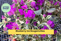 Blueberry Ice Bougainvillea Live Starter Plant – Variegated Purple-White Bracts, Tropical Climbing Vine Bougainvillea glabra