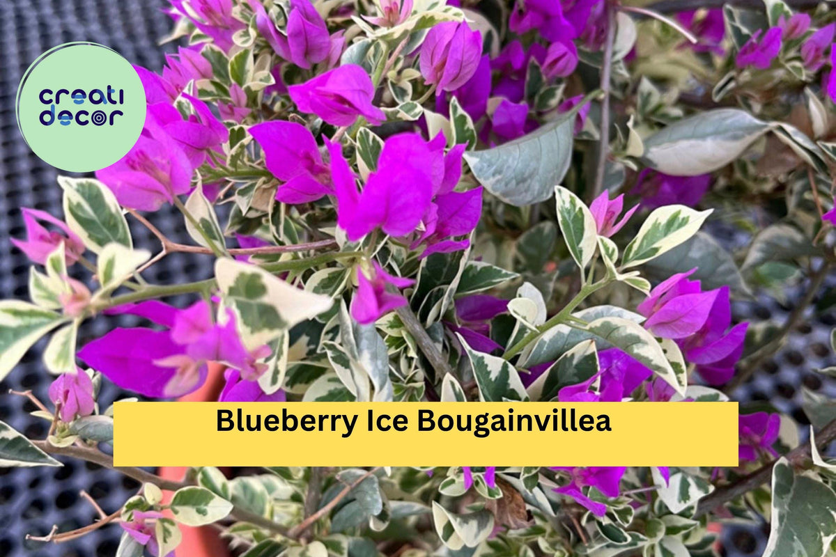 Blueberry Ice Bougainvillea Live Starter Plant – Variegated Purple-White Bracts, Tropical Climbing Vine Bougainvillea glabra