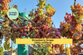 Strawberry Grape Vine Cuttings | 10 Fresh Hardwood Vines | Sweet Fruit Variety | Vitis vinifera for Home Vineyard and Growing